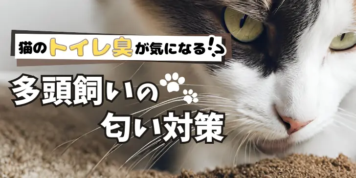 猫のトイレ臭が気になる？多頭飼いの匂い対策（裏技付き）のサムネイル